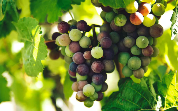 vine food grapes HD Desktop Wallpaper | Background Image