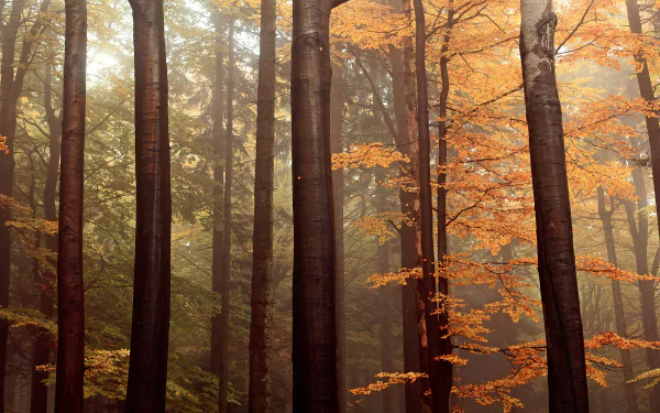 4K Ultra HD desktop wallpaper of a serene forest in fall, featuring tall tree trunks and vibrant orange foliage amidst a misty natural landscape.