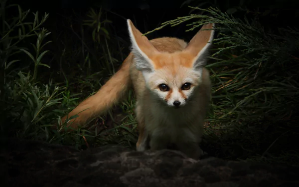 fox Animal fennec fox HD Desktop Wallpaper | Background Image