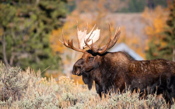 A majestic moose stands amidst autumn foliage, captured in stunning detail for a 4K Ultra HD PC desktop wallpaper and background.