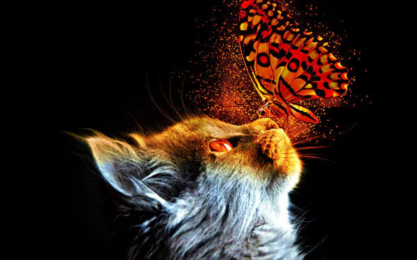 profile insect butterfly Animal cat HD Desktop Wallpaper | Background Image