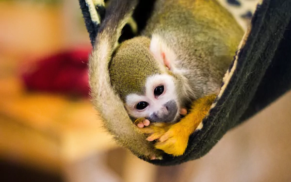 saimiri oerstedii blur hammock monkey Animal squirrel monkey HD Desktop Wallpaper | Background Image