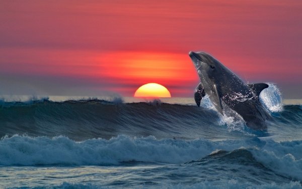 Animal Dolphin Sea Sunset HD Wallpaper | Background Image