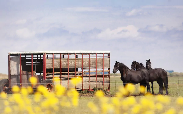cart sky Animal horse HD Desktop Wallpaper | Background Image