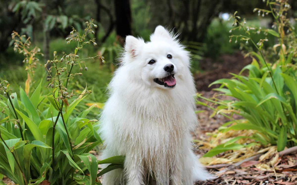 dog Animal spitz HD Desktop Wallpaper | Background Image