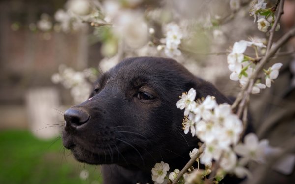 Animal Puppy Dogs Dog Branch Spring HD Wallpaper | Background Image