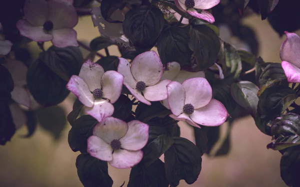 branch flower dogwood nature blossom HD Desktop Wallpaper | Background Image