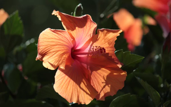 flower nature hibiscus HD Desktop Wallpaper | Background Image