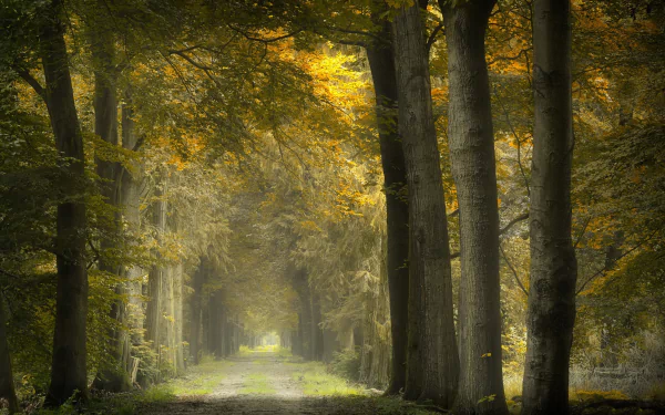 A sunlit forest path framed by tall tree trunks with golden fall foliage, captured in detailed nature photography as an HD PC desktop wallpaper background.