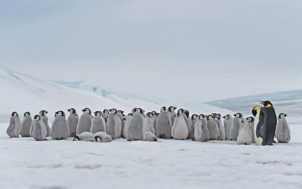 penguin Antarctica Animal emperor penguin HD Desktop Wallpaper | Background Image