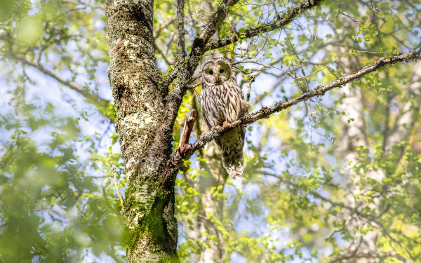 tawny owl bird Animal owl HD Desktop Wallpaper | Background Image