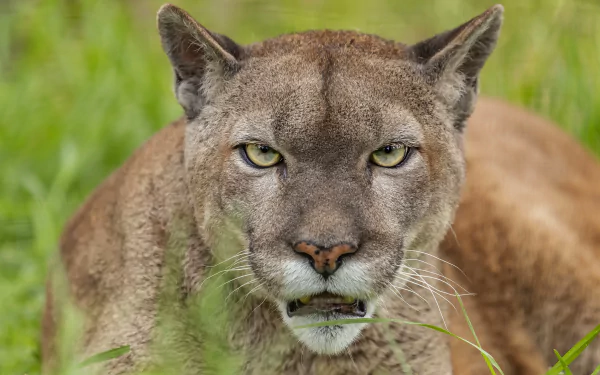 Close-up of a cougar with intense eyes resting in green grass, captured in stunning detail for a 4K Ultra HD PC desktop wallpaper and background.
