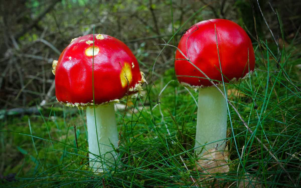 4K Ultra HD PC desktop wallpaper: two red fly agaric mushrooms with white stems rising from green forest grass and underbrush.