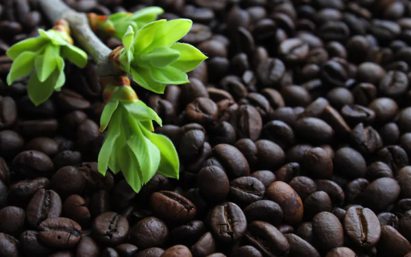 Close-up of roasted coffee beans with fresh green leaves, captured in 4K Ultra HD, serving as a vibrant PC desktop wallpaper and background.