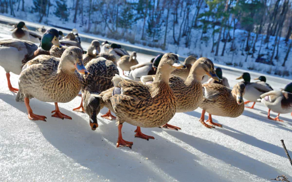 Flock of ducks on sunlit snowy ice in winter, mallards and brown birds clustered with long shadows — 4K Ultra HD PC desktop wallpaper background