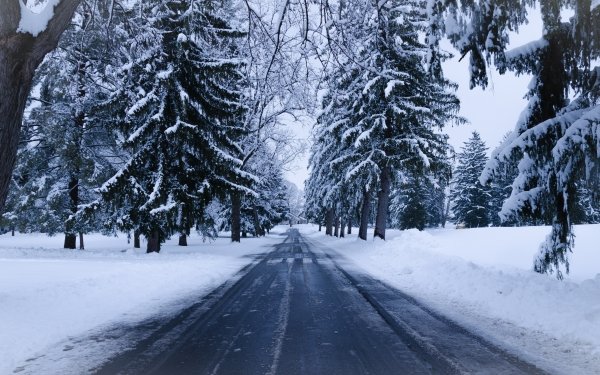 Man Made Road Winter Snow Spruce HD Wallpaper | Background Image
