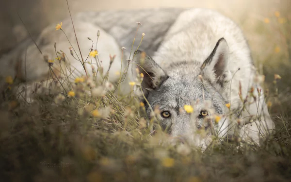 dog czechoslovakian wolfdog Animal wolfdog HD Desktop Wallpaper | Background Image