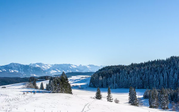 A serene winter forest landscape with snow-covered spruce trees under a clear blue sky, captured in 4K Ultra HD for a stunning nature desktop background.