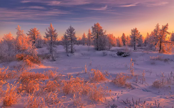 HD desktop wallpaper of a snowy winter landscape at sunset, frost-covered fir trees glowing in warm orange light beneath a purple sky.