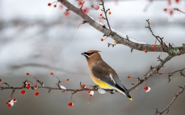A waxwing bird perched on a berry-covered branch in a 4K Ultra HD desktop wallpaper, showcasing vibrant colors and natural detail.