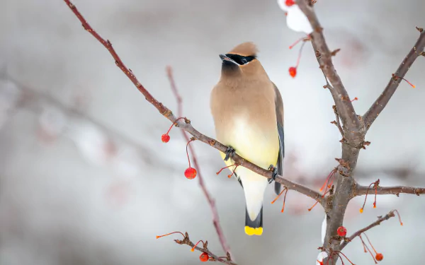 4K Ultra HD PC desktop wallpaper of a waxwing (animal) perched on a berry-studded branch against a soft winter background.