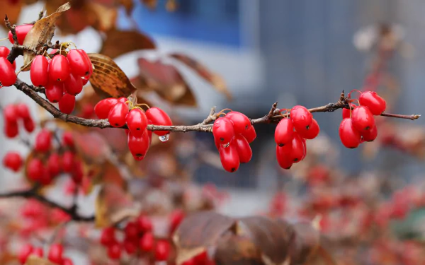 Close-up macro of red dogwood berries on a wet branch with water droplets — nature 5K Ultra HD PC desktop wallpaper and background.