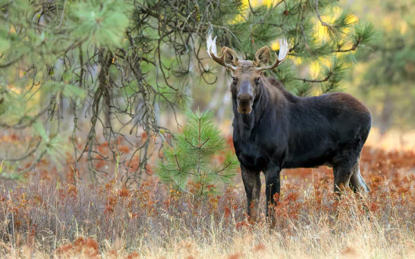 Animal moose HD Desktop Wallpaper | Background Image