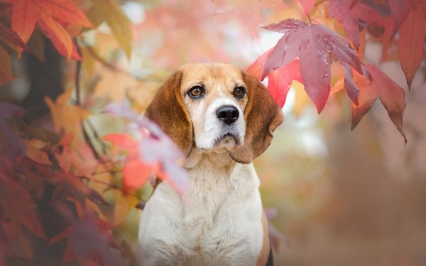 Animal Beagle Dogs Dog HD Wallpaper | Background Image