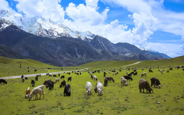 national park Pakistan mountain Animal goat HD Desktop Wallpaper | Background Image