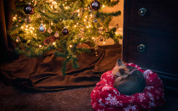 A Yorkshire Terrier peacefully sleeping on a red snowflake bed beside a warmly lit Christmas tree with ornaments, captured in 4K Ultra HD.