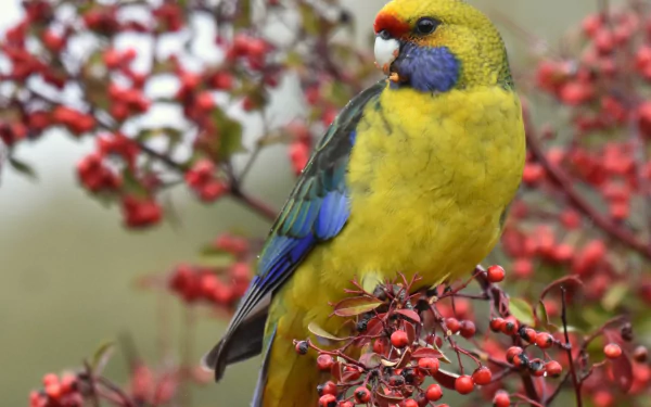 Vibrant rosella parrot perched on a berry-covered branch in this HD desktop wallpaper showcasing colorful bird and natural beauty.
