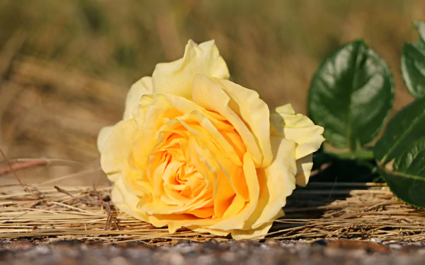 yellow rose yellow flower nature rose HD Desktop Wallpaper | Background Image