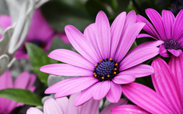 daisy pink flower petal flower macro osteospermum nature HD Desktop Wallpaper | Background Image