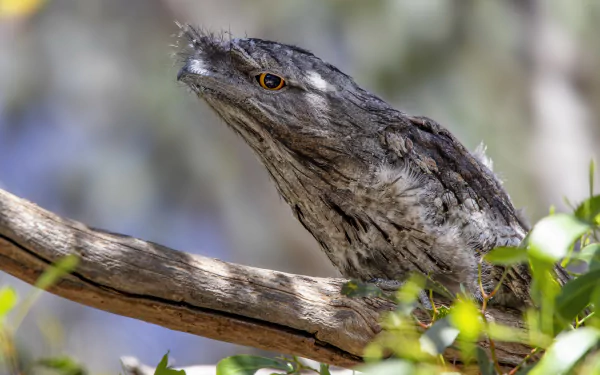 Close-up of a bird, a Tawny Frogmouth (Podargus) perched on a branch — detailed 4K Ultra HD PC animal desktop wallpaper/background showing mottled gray-brown plumage and bright orange eye.