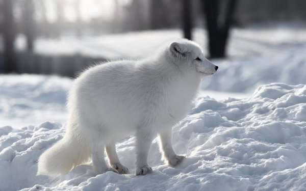 Animal Arctic Fox Dogs Winter Snow HD Wallpaper | Background Image