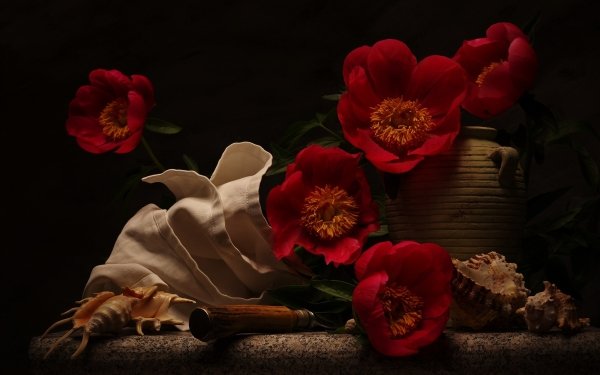 Photography Still Life Shell Flower Peony Vase HD Wallpaper | Background Image