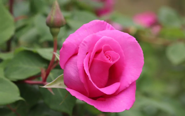 Close-up pink rose and bud with green foliage, 5K Ultra HD PC desktop wallpaper and nature background.