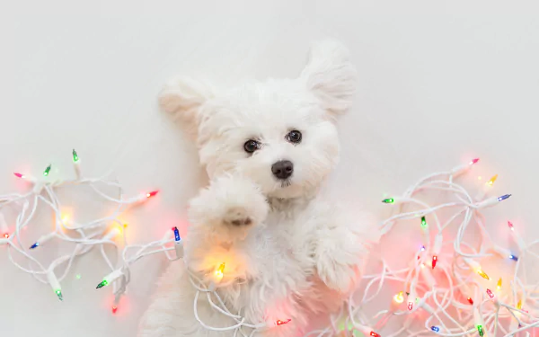 puppy christmas lights baby animal dog Animal west highland white terrier HD Desktop Wallpaper | Background Image