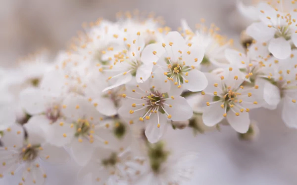 white flower nature blossom HD Desktop Wallpaper | Background Image