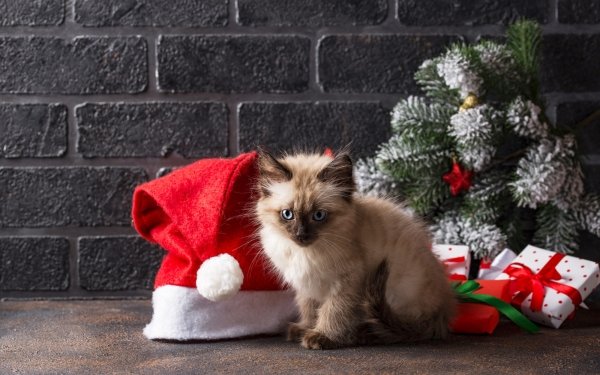 Animal Cat Santa Hat Baby Animal Kitten Gift HD Wallpaper | Background Image