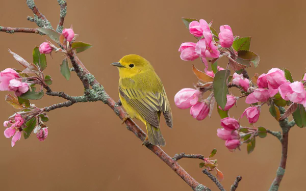 Willow warbler perched on a branch among pink apple blossoms in spring, HD PC desktop wallpaper background.