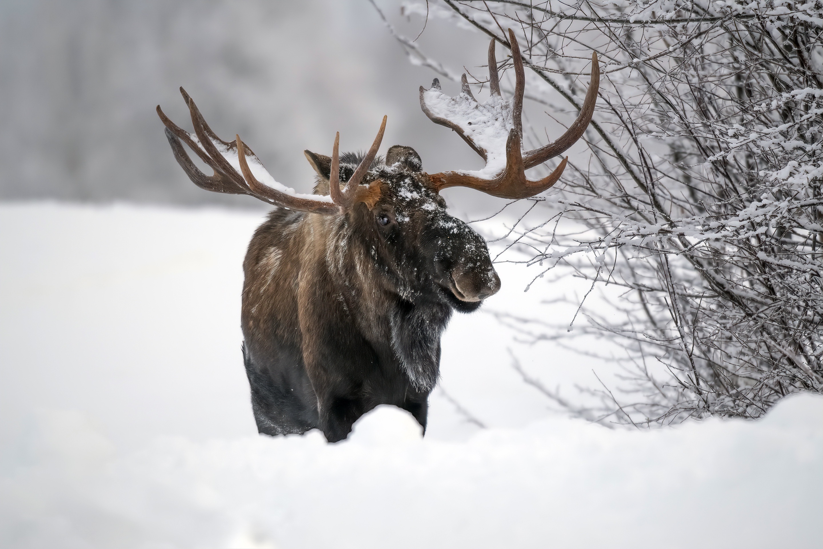 Moose In Deep Snow