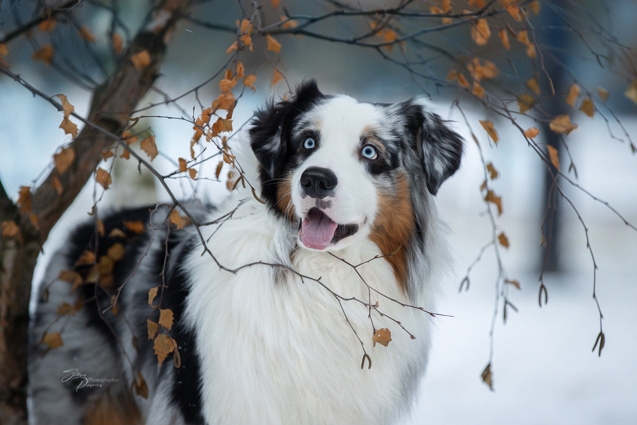 12 Australian Shepherd wallpaper ideas  dog breeds beautiful dogs cute  dogs