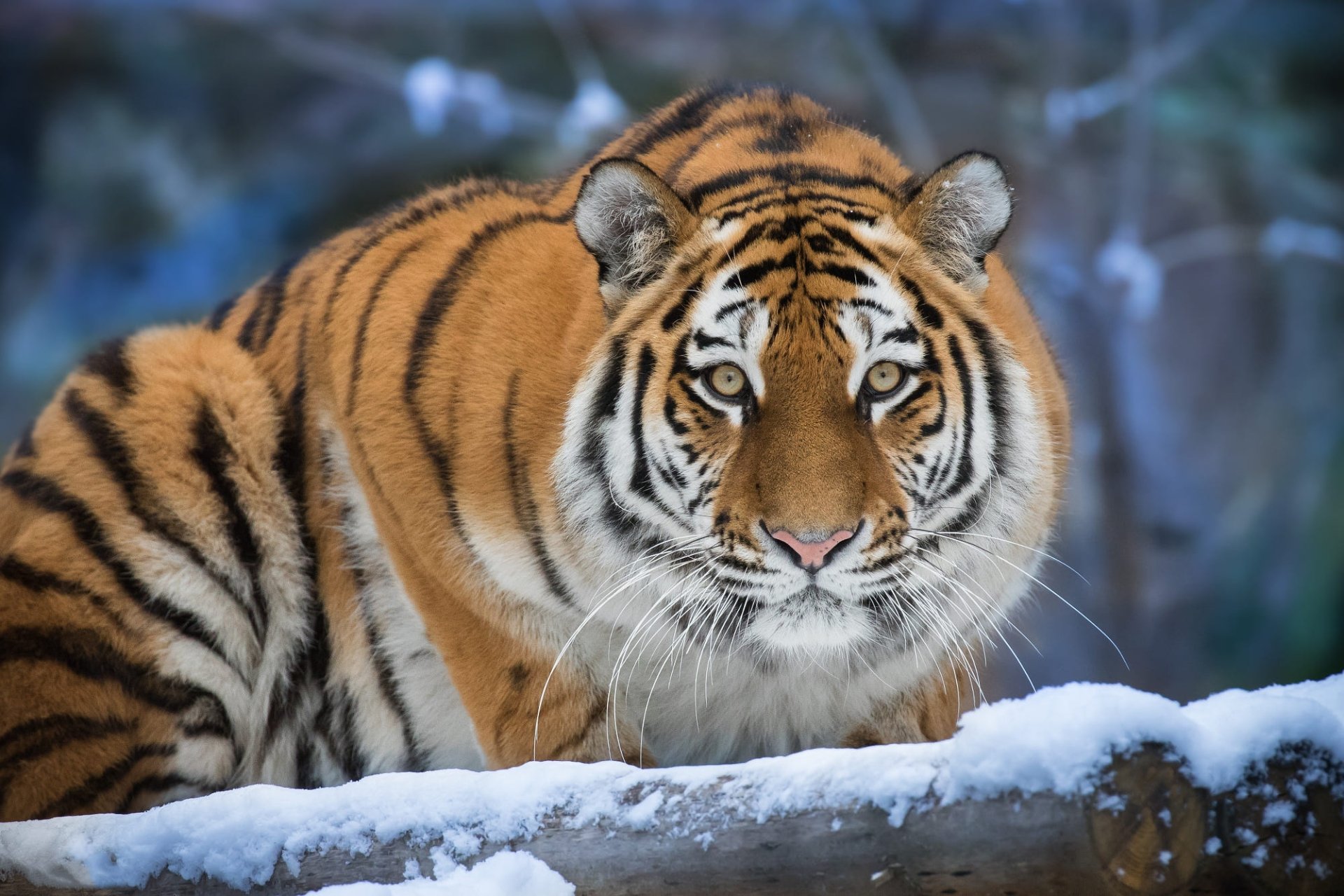 Download Animal Tiger HD Wallpaper