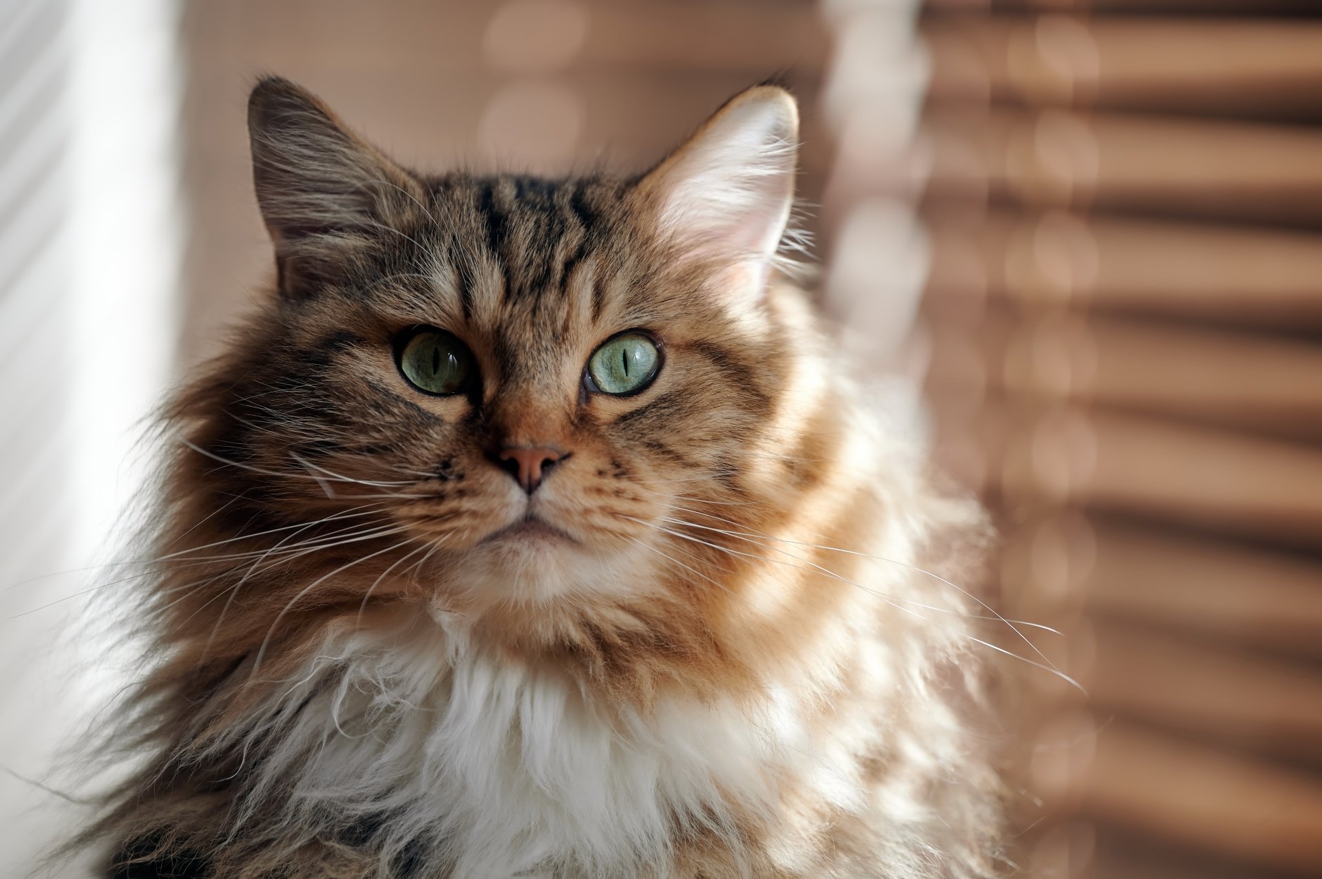 Download Animal Cat 4k Ultra HD Wallpaper