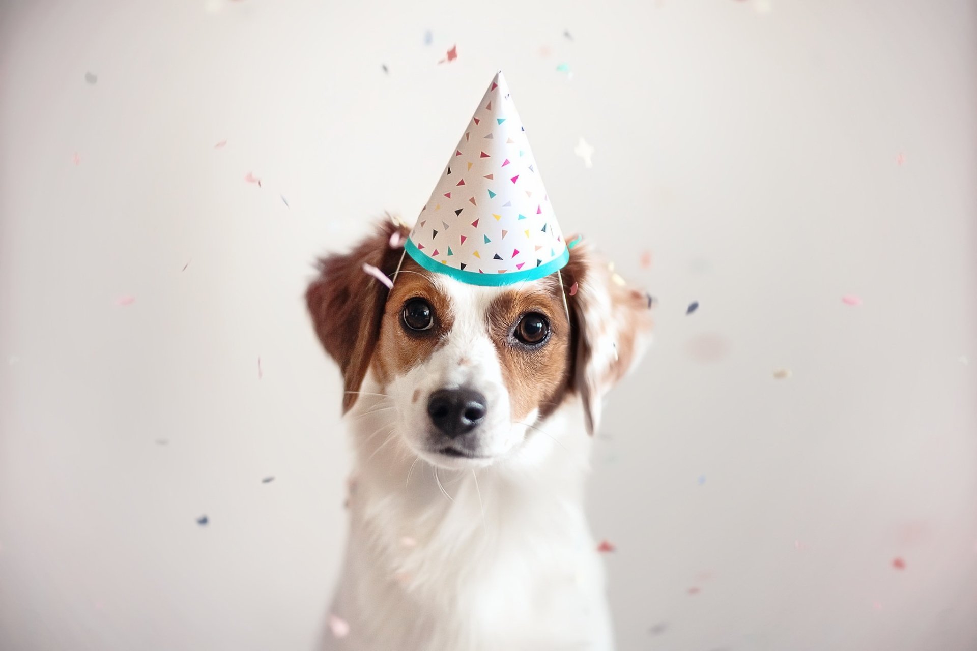 Download Baby Animal Puppy Animal Dog HD Wallpaper by Yuriy Korotun