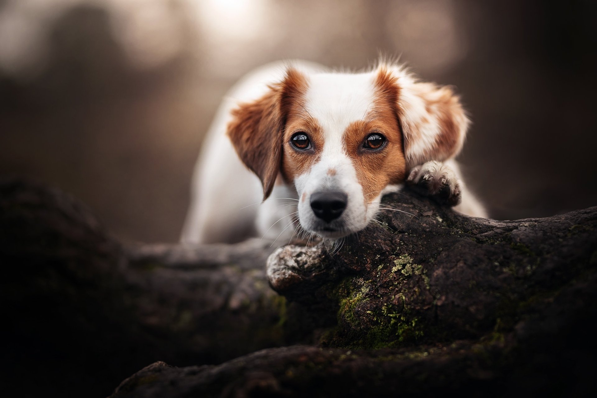 Download Animal Dog HD Wallpaper | 2048x1365 | Wallpaper Abyss