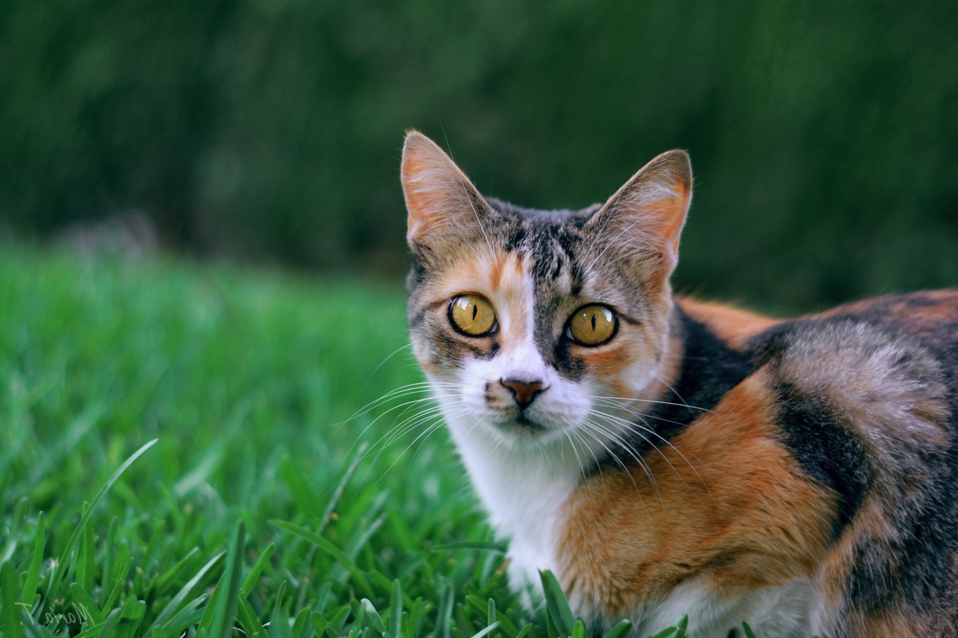 Animal Cat HD Wallpaper