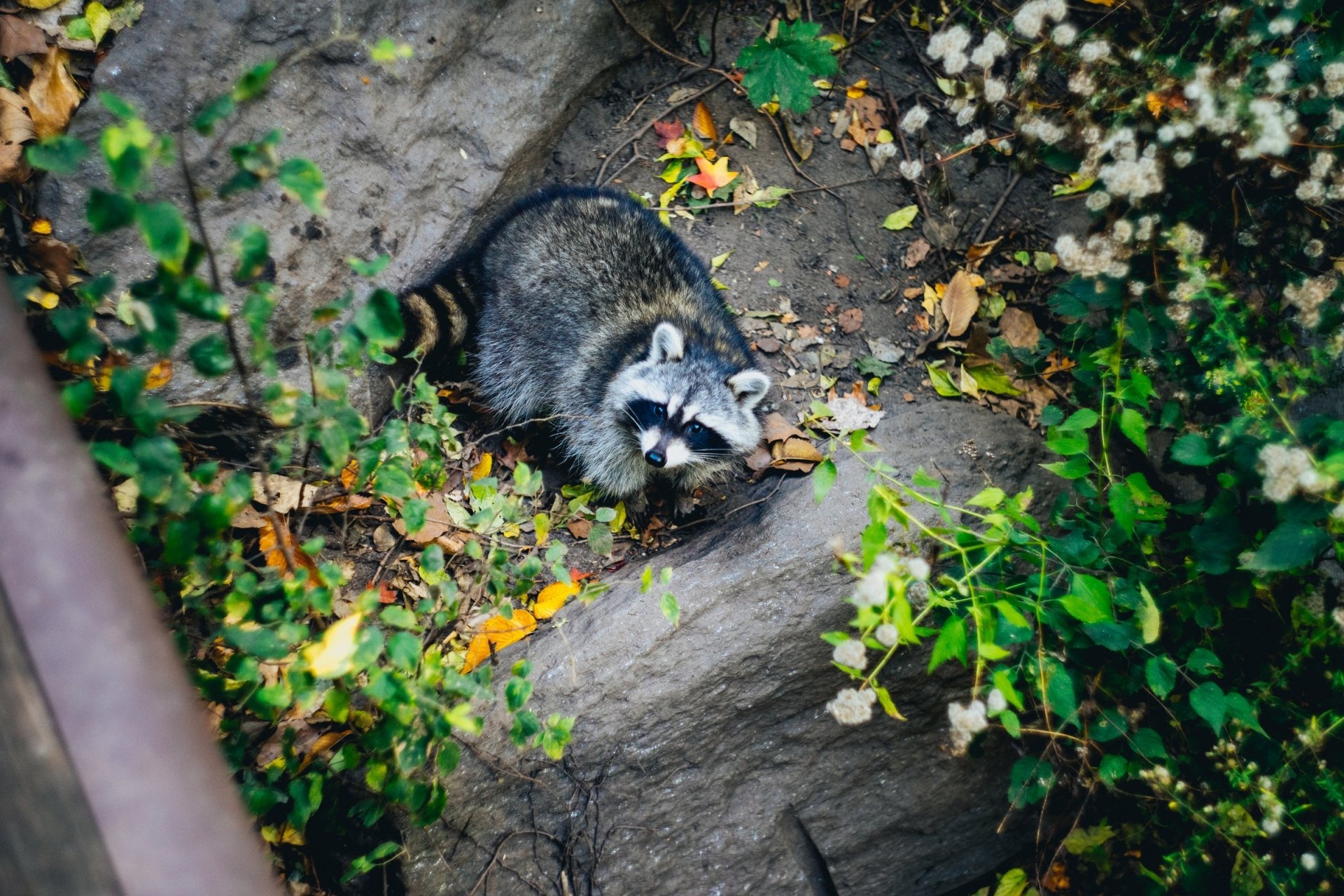 HD desktop wallpaper featuring a raccoon nestled among rocks and green foliage, capturing the natural beauty of the animal in its environment.