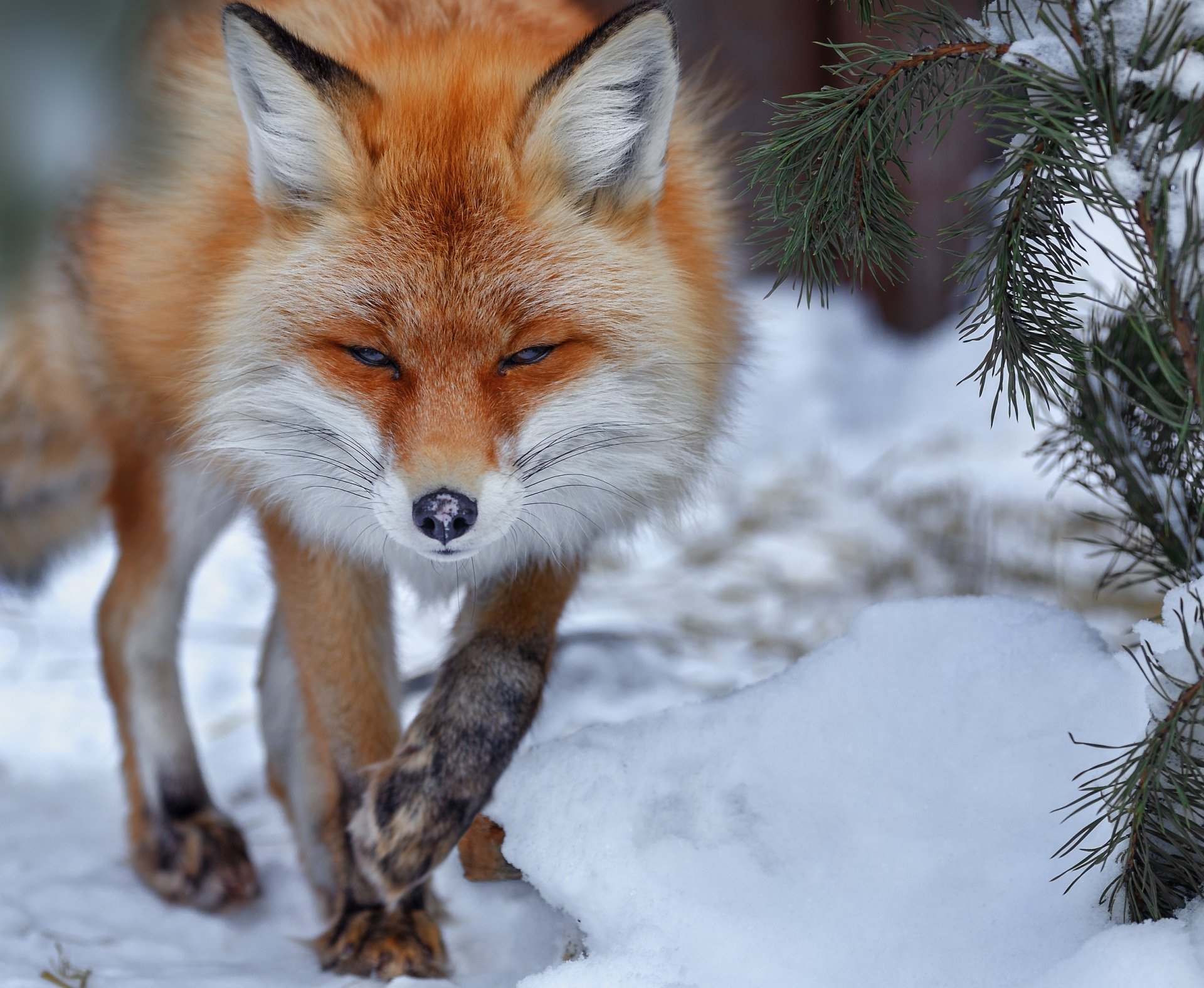 Download Snow Animal Fox Winter Animals HD Wallpaper by Oleg Bogdanov